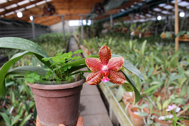 Phalaenopsis Mituo Cake 'M#1' x venosa 'TGDT'.jpg