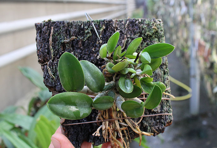 Sophronitis cernua var mineira.jpg