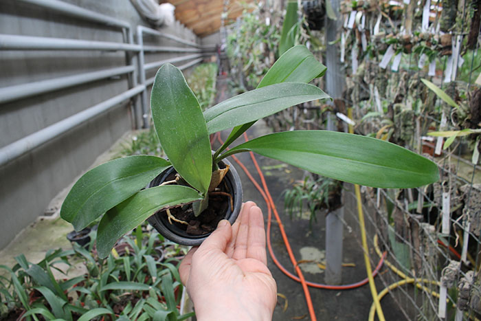 Rossioglossum 'Rawdon Jester'.jpg
