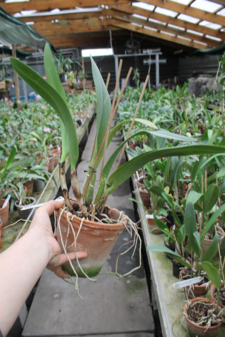 Laeliocattleya Chan Hsiu Jewel 'San Mei'.jpg