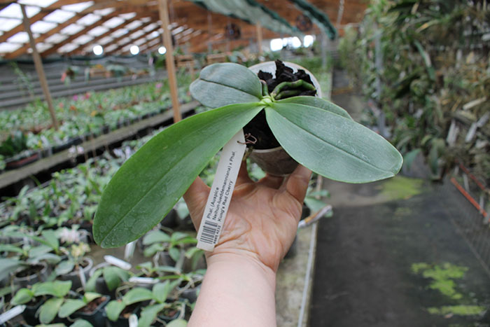 Phalaenopsis (Auspice Neihun-lueddemanniana) x Phalaenopsis Kung's Red Cherry.jpg