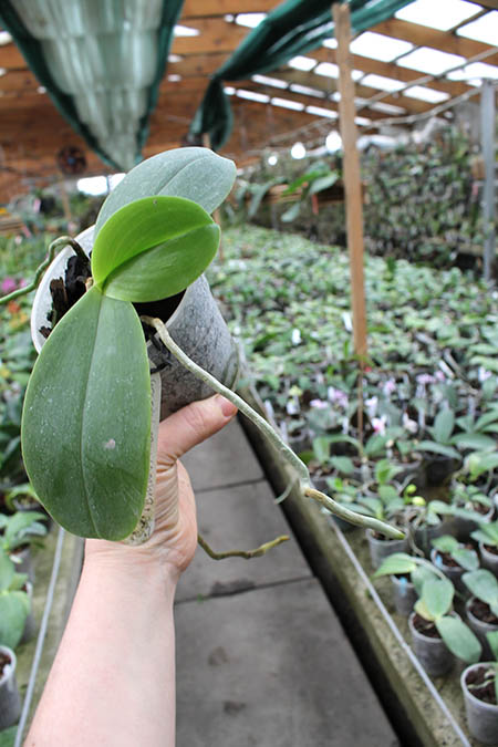 Phalaenopsis gigantea x Brother Ambo Passion.jpg