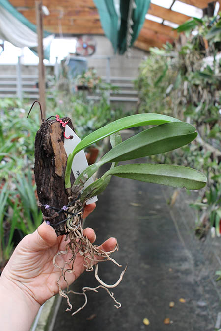 Laelia fidelensis.jpg