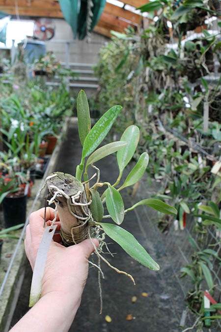 Laelia praestans 'Black Lip' XXX x Laelia praestans 'Daniel' XXX.jpg