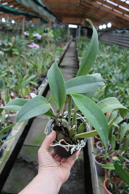 Potinara Ruby Ace 'Abe'.jpg