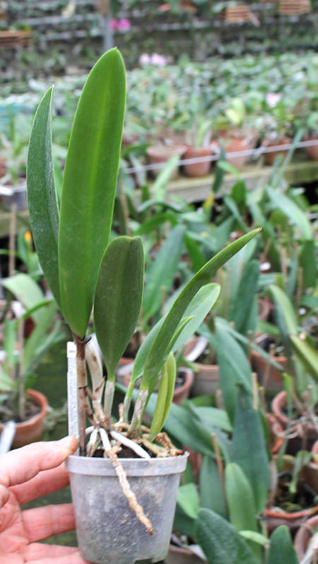 Rhynchobrassoleya Chief Cindy 'Perfume'.jpg