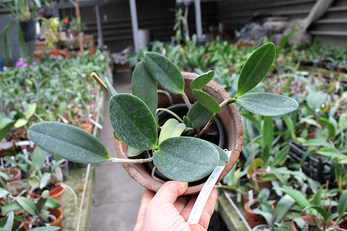 Cattleya Hsinying Cognac 'Thai Spots'.jpg