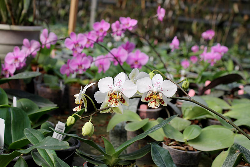 Phalaenopsis stuartiana 'Sogo'.jpg