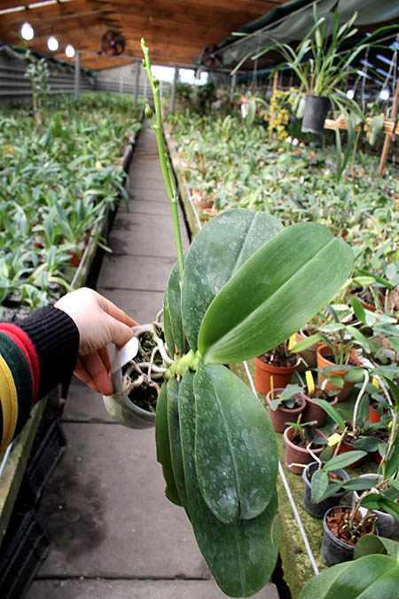 Phalaenopsis Sogo Relex 'F-1661'.jpg