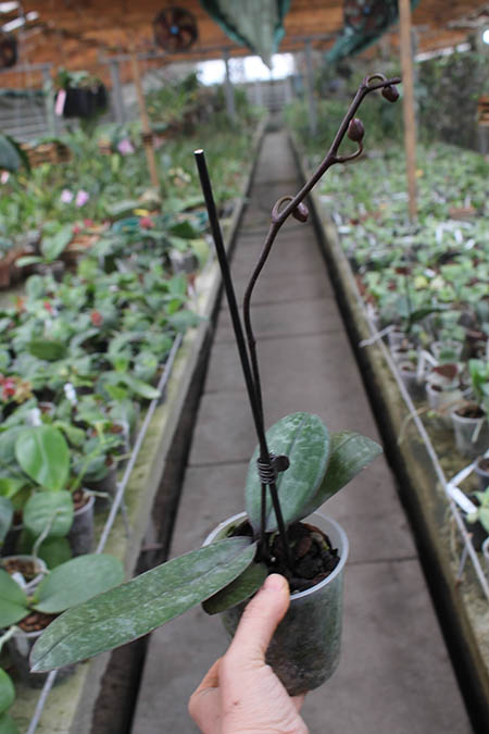 Phalaenopsis schilleriana 4N.jpg