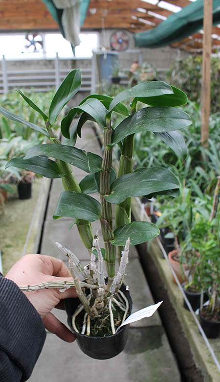 Dendrobium amethystoglossum.jpg