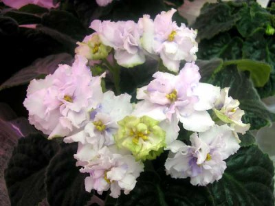 Праздник Влюбленных