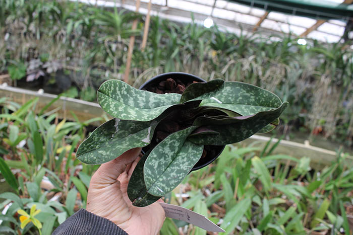 Paphiopedilum bellatulum.jpg