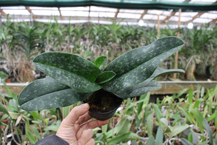 Paphiopedilum delenatii x wenshanense.jpg