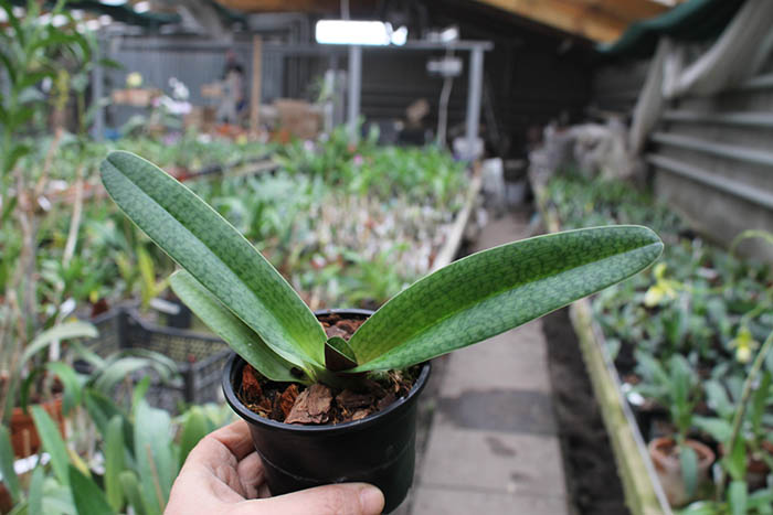 Paphiopedilum philippinense x niveum.jpg