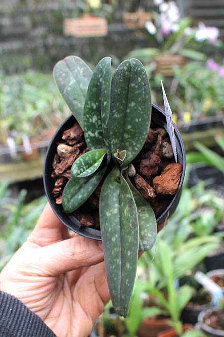 Paphiopedilum niveum x sib.jpg