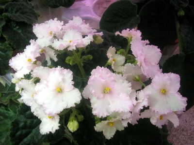 Мэри. Потенциал цветения. Вся в бутонах, еще куча нераспустившихся.