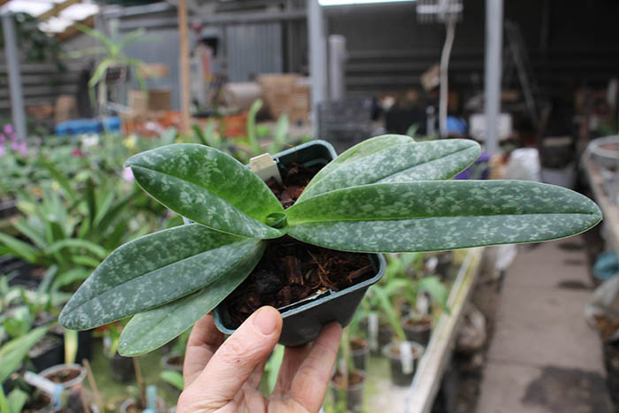 Paphiopedilum concolor 'Yellow Round'.jpg