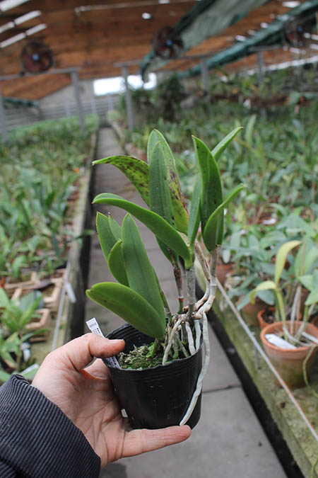Brassocattleya Hippodamia 'Kelvin Lucky' (Brassavola nodosa x Cattleya aclandiae).jpg