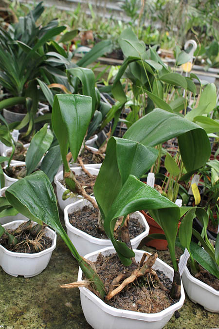 Bulbophyllum sumatranum.jpg