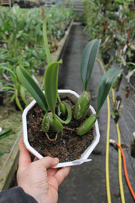 Bulbophyllum clavatum.jpg