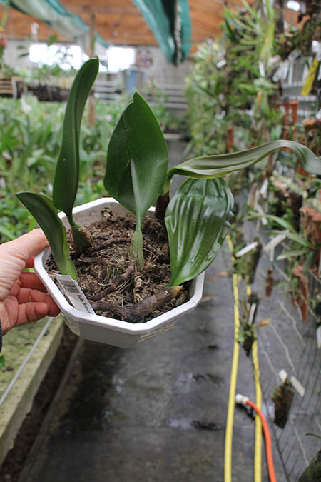Bulbophyllum delitenscens.jpg