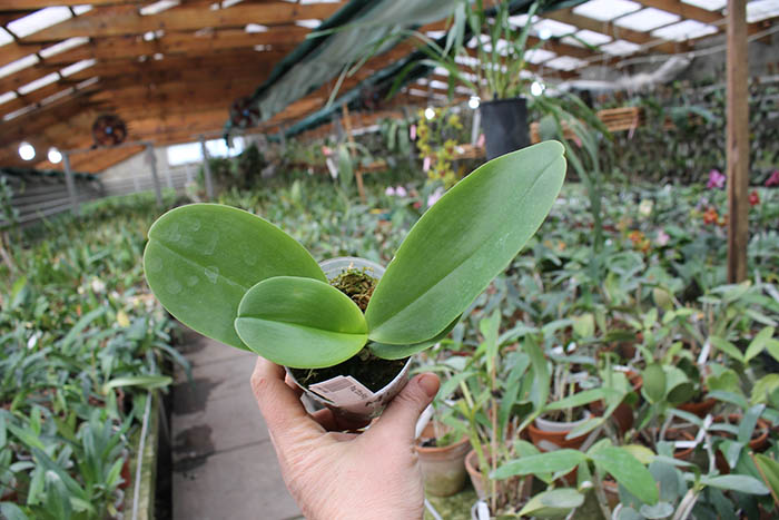 Phalaenopsis Mituo King 'Round'.jpg