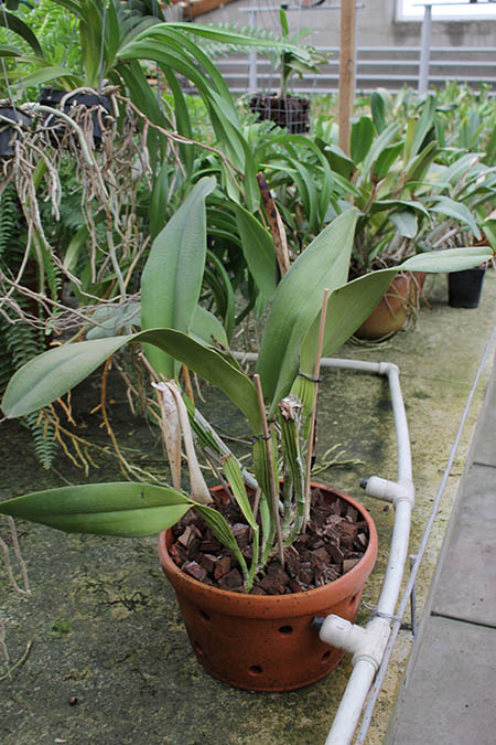 Cattleya warscewiczii x Laelia purpurata.jpg