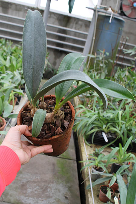 Inobulbum munificum.jpg