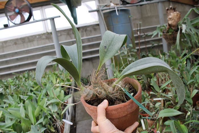 Inobulbum munificum.jpg