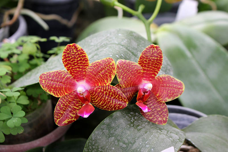 Phalaenopsis Mituo Cake 'M#1' x venosa 'TGDT'.jpg