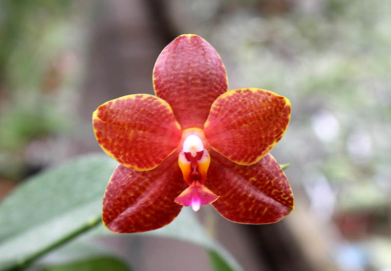 Phalaenopsis Mituo Cake 'M#1' x venosa 'TGDT'.jpg