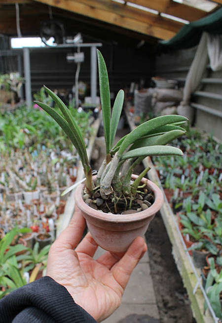 Laelia ghillanyi.jpg