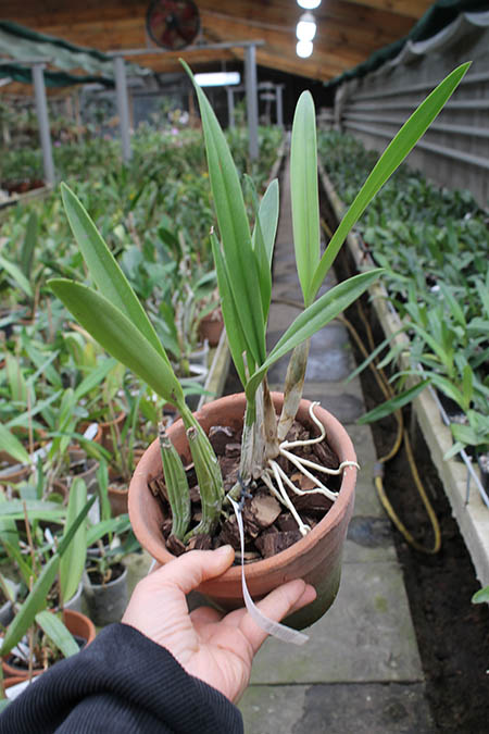 Laelia gouldiana.jpg
