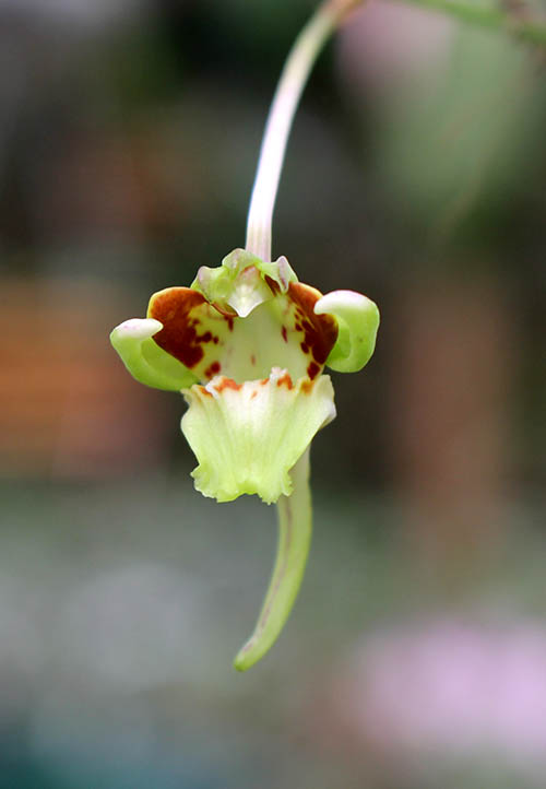 Holcoglossum quasipinifolium.jpg