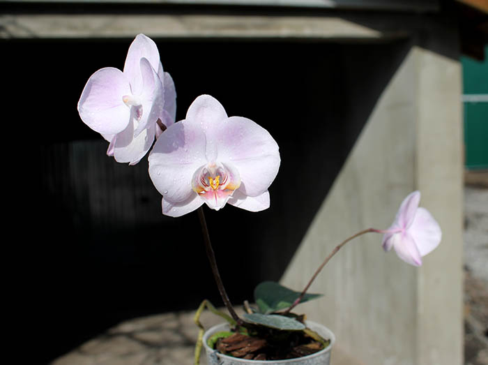 (Phalaenopsis schilleriana x Phalaenopsis Hwafeng Redjewel) 'Pink Angel'.jpg