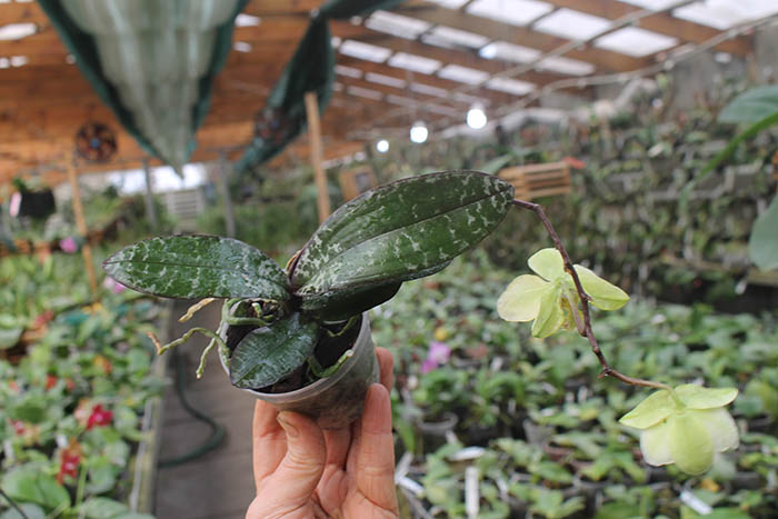 Phalaenopsis stuartiana x nobilis.jpg