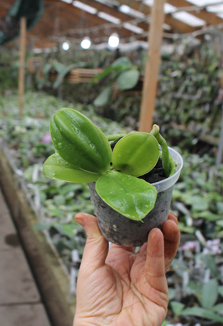 Phalaenopsis Kungs Princess x gigantea.jpg
