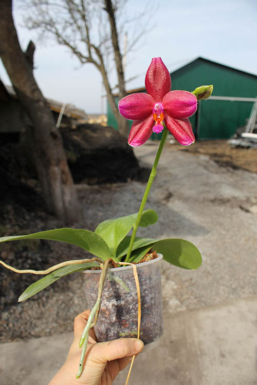 Phalaenopsis (Mituo Sun x Ching Her Buddha) x Mituo Sun.jpg