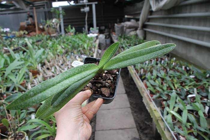 Paph Gloria Naugle.jpg