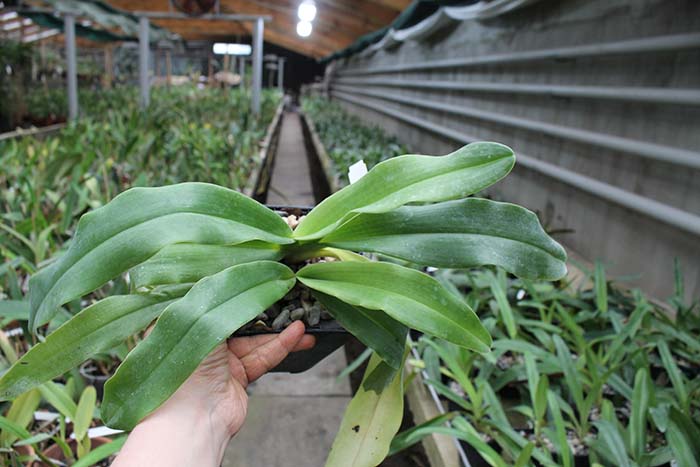 Paphiopedilum In-Charm Lady (Lady Isabel 'In-Charm' x Paphiopedilum moqueateanum 'In-Charm').jpg