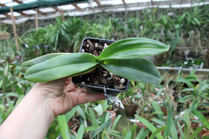 Paphiopedilum Angel Hair 'In-Charm' x Paphiopedilum Jerry Spence 'Mei-Chen'.jpg