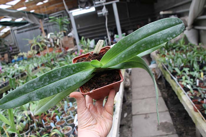 Paphiopedilum rothschildianum x hangianum.jpg