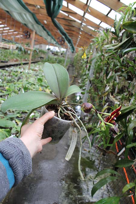 Phalaenopsis Chiu Jih Pearl 'Chiu Jih' x Yaphon Goldnight '#3'.jpg