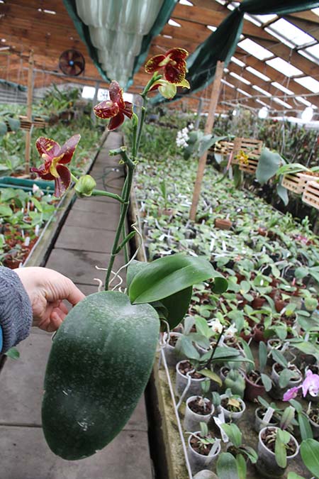 Phalaenopsis Chang Jo (Chang Jhih Rose x Jong's Gigan Cherry).jpg