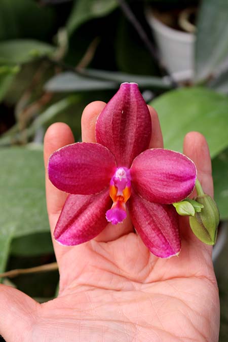 Phalaenopsis (Mituo Sun x Ching Her Buddha) x Mituo Sun