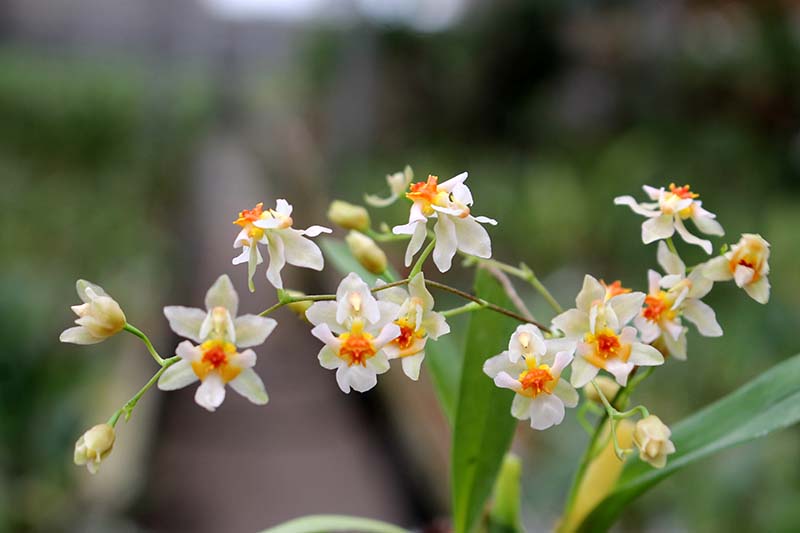 Oncidium Twinkle 'Fragrance Fantasy'.jpg