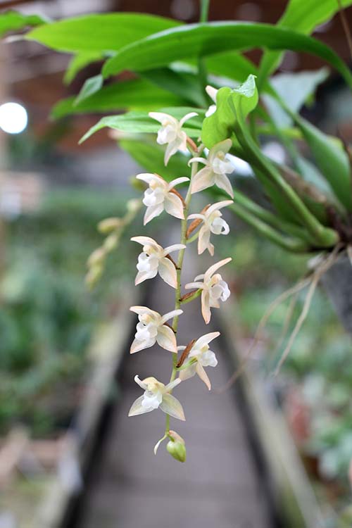 Pholidota chinensis.jpg