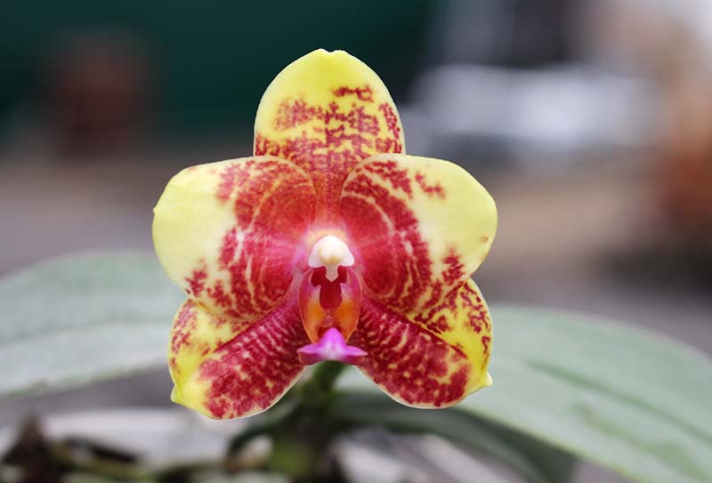 Phalaenopsis CTL Beauty x Yungho Princess Gelb.jpg