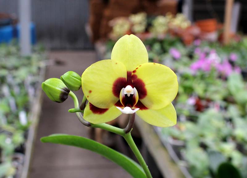Phalaenopsis Mituo Golden 'M-2'.jpg